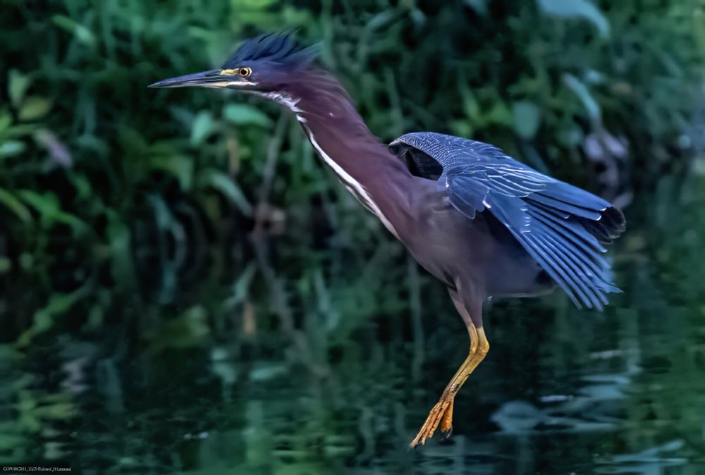 A green heron beginning to descend toward a landing on a pond.  The wings are spread, the head and crown are up, and the legs are hanging down toward the water.  The background is dark green out-of-focus foliage on the bank.