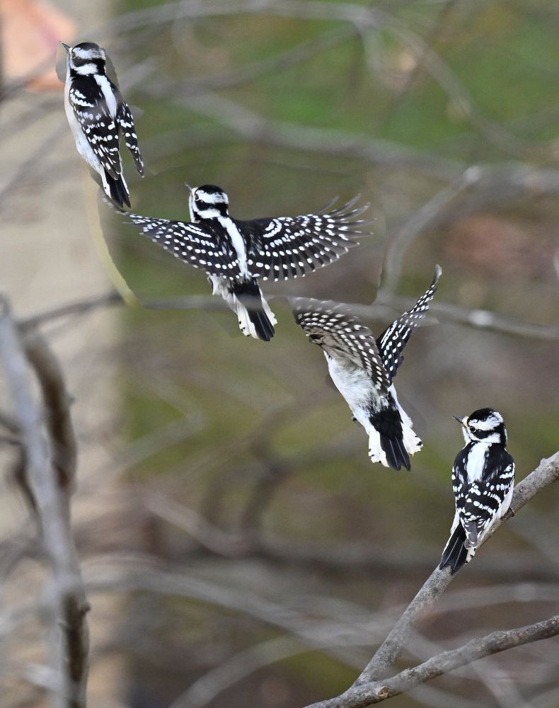 A composite showing the same black and white woodpecker but in 4 different positions overlayed in a single image.  At bottom right it is perching on a branch looking up and to the left. Just to the left and up the bird is in flight with its wings at about 45 degree angles. Further up and to the left, the bird has its wings spread all the way wide, and finally, furthest to the left near the top the bird has its wings tucked all the way back against its body.