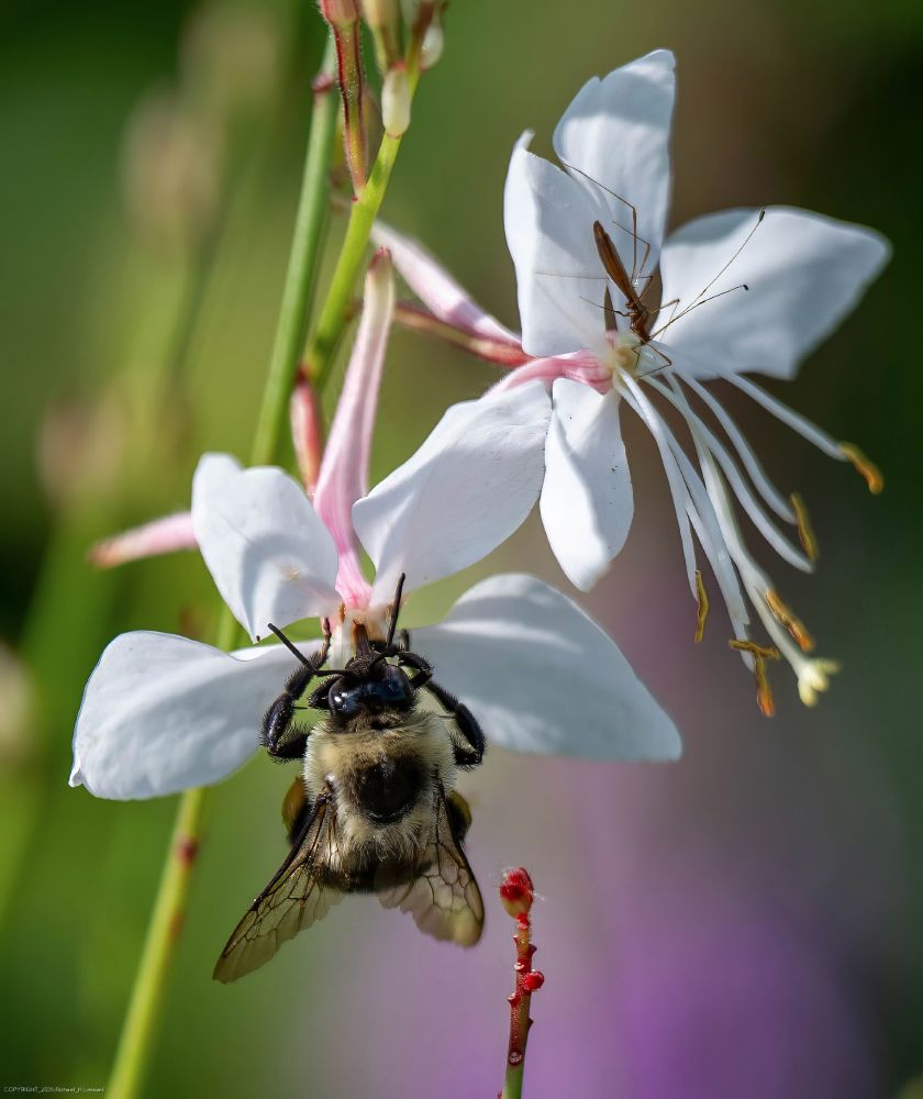 A honey bee is seem from above in the lower left of photo.  The bee is on one of two small white flowers with traces of pink on them.  There is also a much smaller delicate insect similar to a large mosquito in the other flower.