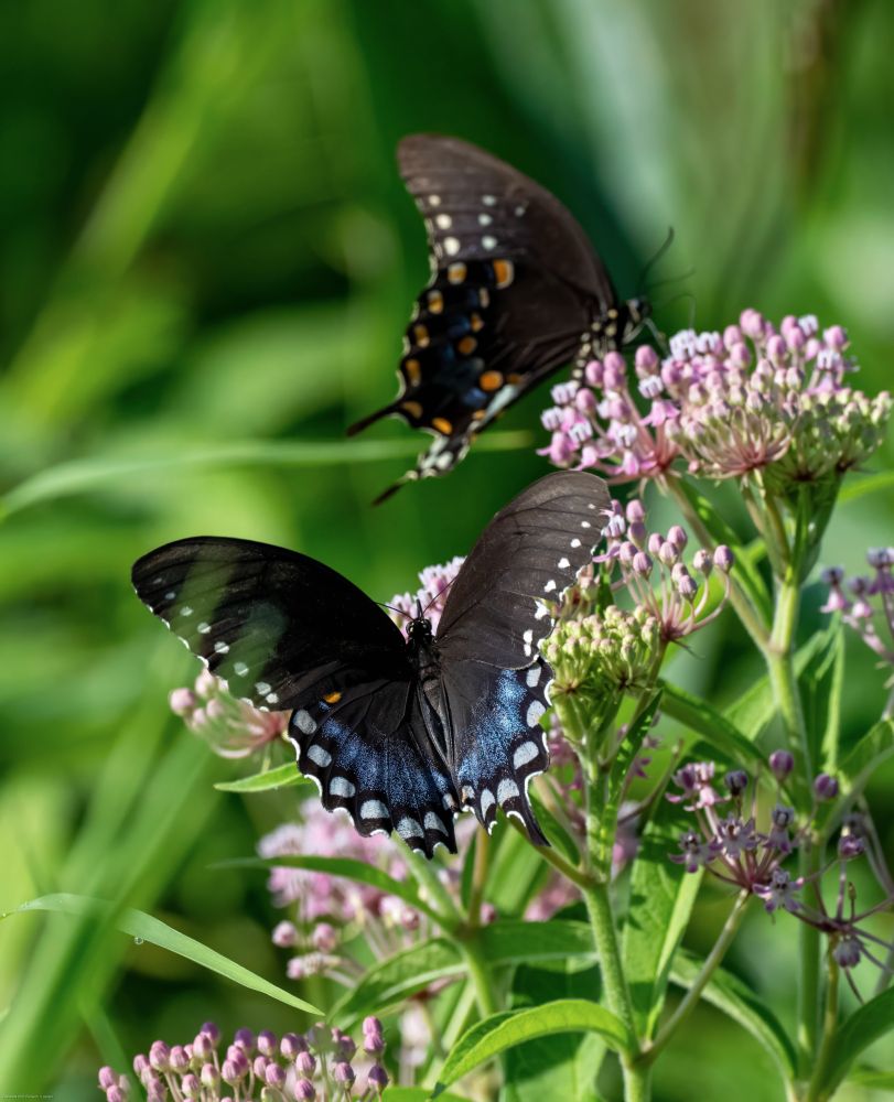 Two butterflies in different positions atop flat-topped pinkish flowers with many tinyblooms.  The butterflies are black and blue overall with white or orange spots on the wing edges.  