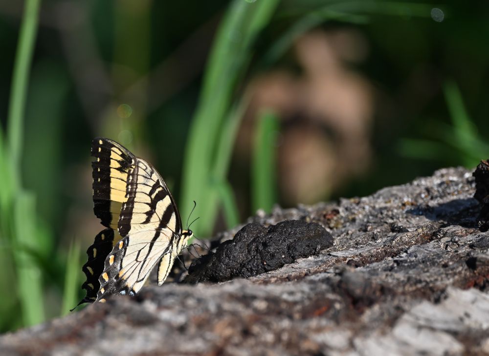 An eastern tiger swallowtail butterfly is seen with its wings upraised on a log next to a dark lump of animal feces.  In the out-of-focus background behind the log among the green marsh reeds there is what is likely some clump of brown leaves or other plant matter that, with a little imagination, appears to be a human face.