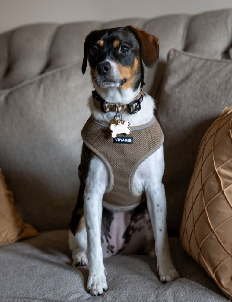 A beagle mix wearing a collar and vet sitting on her haunches on a taupe-colored sofa.  