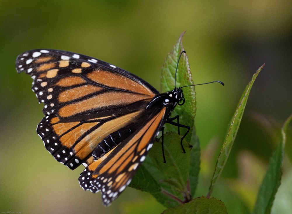 A monarch butterfly seen from the side and slightly above, with its wings spread wide.  It is resting on a green leaf and there is other out-of-focus green foliage in the background.