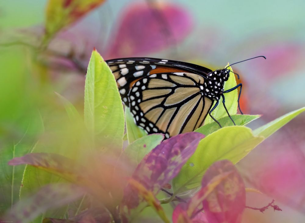 A monarch butterfly seen from the side resting amidst a clump of bright yellow-green leaves and pink flowers.  The butterfly is in focus but most of the flowers are very soft creating a dream-like appearance.