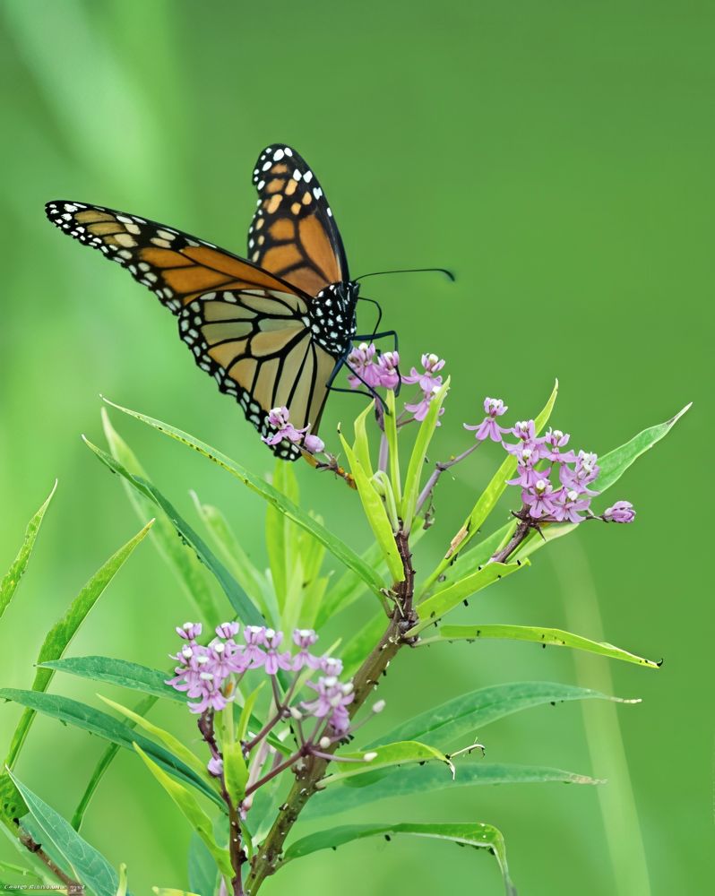 A monarch butterfly seen from the side but slightly turned toward the camera.  The butterfly has its wings spread halfway and has landed atop a cluster of small purplish-pink flowers with thin green leaves.  The background is out-of-focus green foliage.