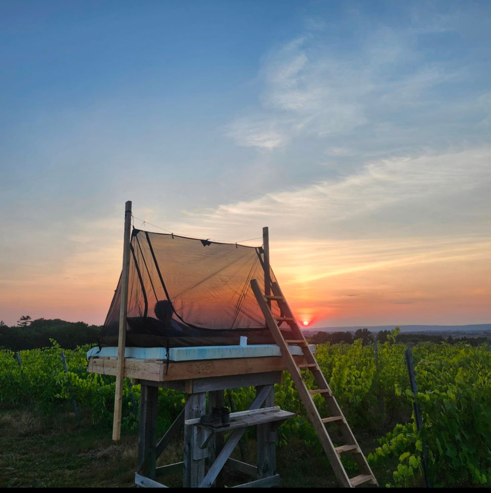 A homemade platform topped with a mattress, enclosed with a mosquito net tent, in a lush vineyard.  There's a beautiful sunset in the background.