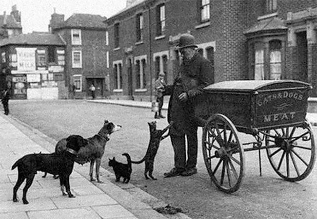 A black and white photograph of a man in a suit and bowler hat leaning on a little handcart with the words "CATS & DOGS MEAT" on the back. A small group of both cats are dogs are lined up in front of him, ready for their food.