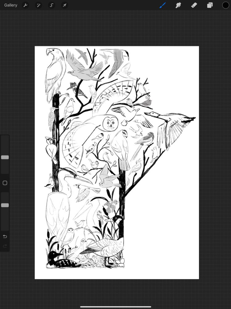 A bunch of rough bird sketches in the shape of the Canadian province of Manitoba. All of these birds are native to this province.  