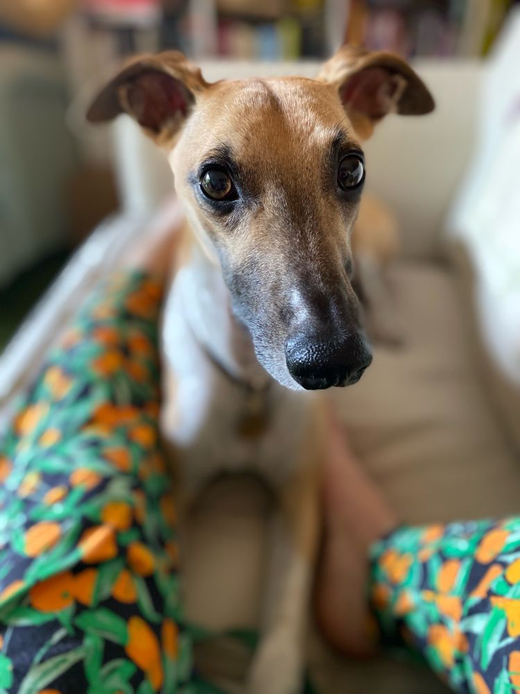 Whippet dog indy looking like the handsome dog he is