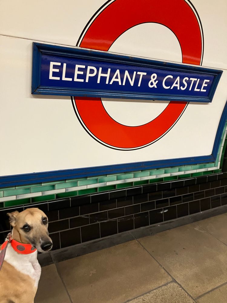 A handsome dog sits on a tube platform in front of a transport for London sign reading elephant and castle 