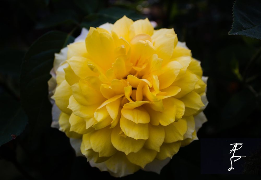 Yellow dahlia, dark green foliage 