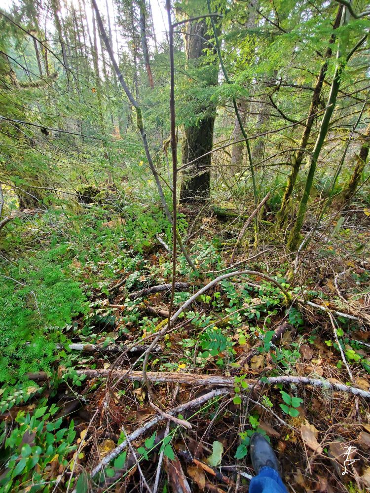 My boot (always wear boots in the woods), stepping in to see what I could see