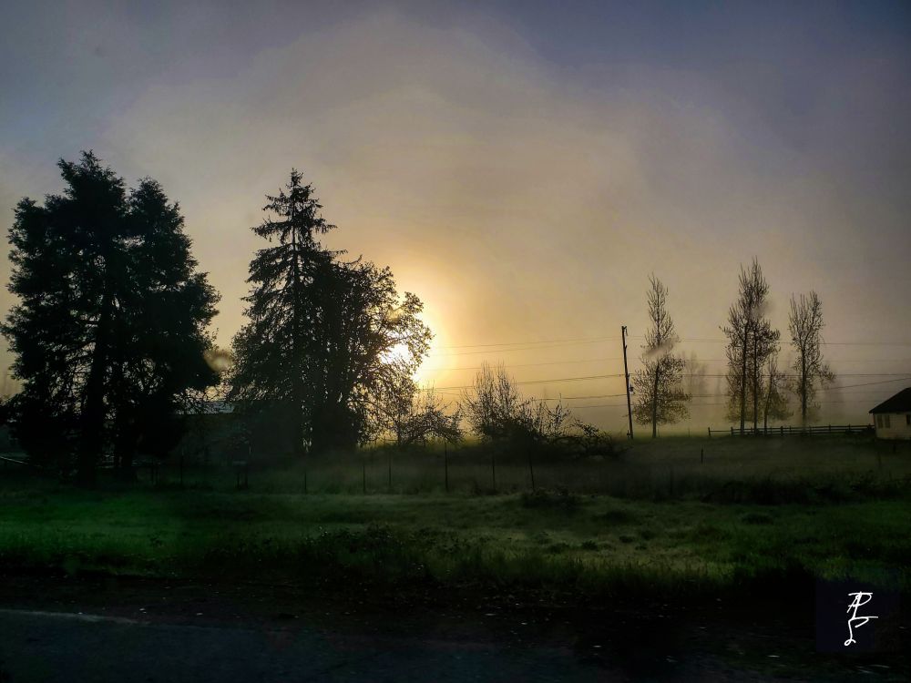 Little bit of a foggy start at sunrise thru a small grove of Douglas fir trees 