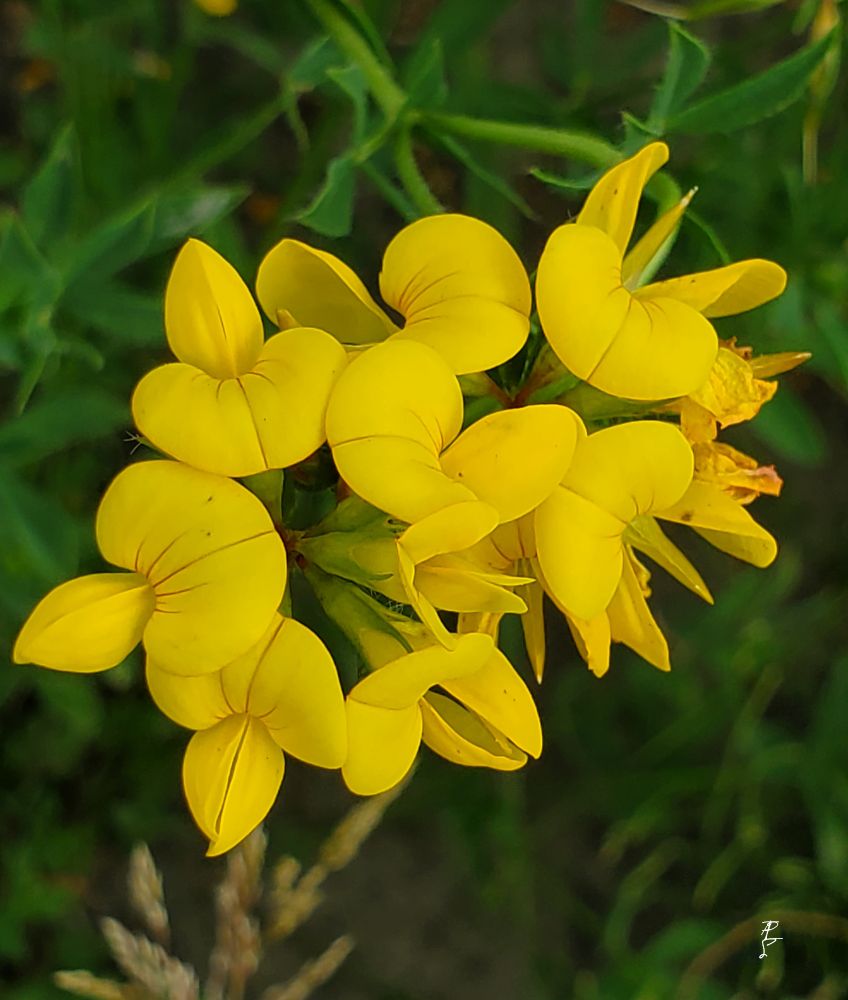 Bird's-foot trefoil a local yellow wildflower found in the forest