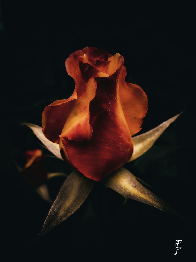 Tightly closed red and yellow rosebud, with limited lighting, dark background.  Part of another closed rosebud is in the background. 
