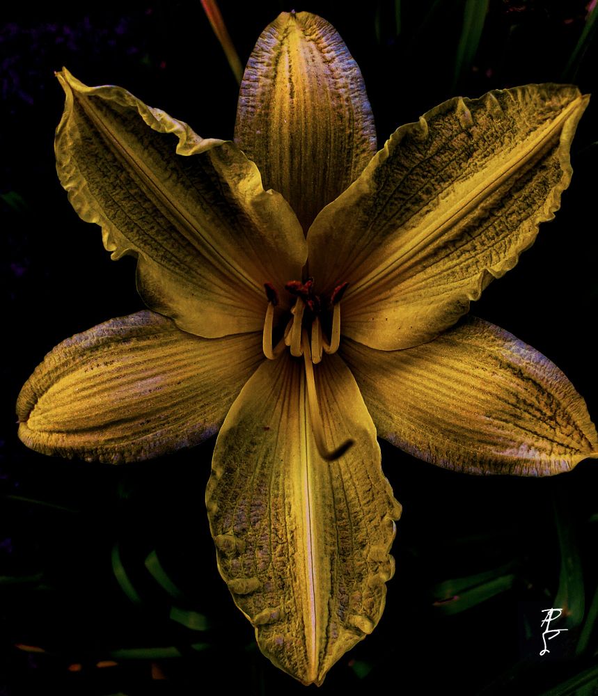 Day Lilly taken in low light