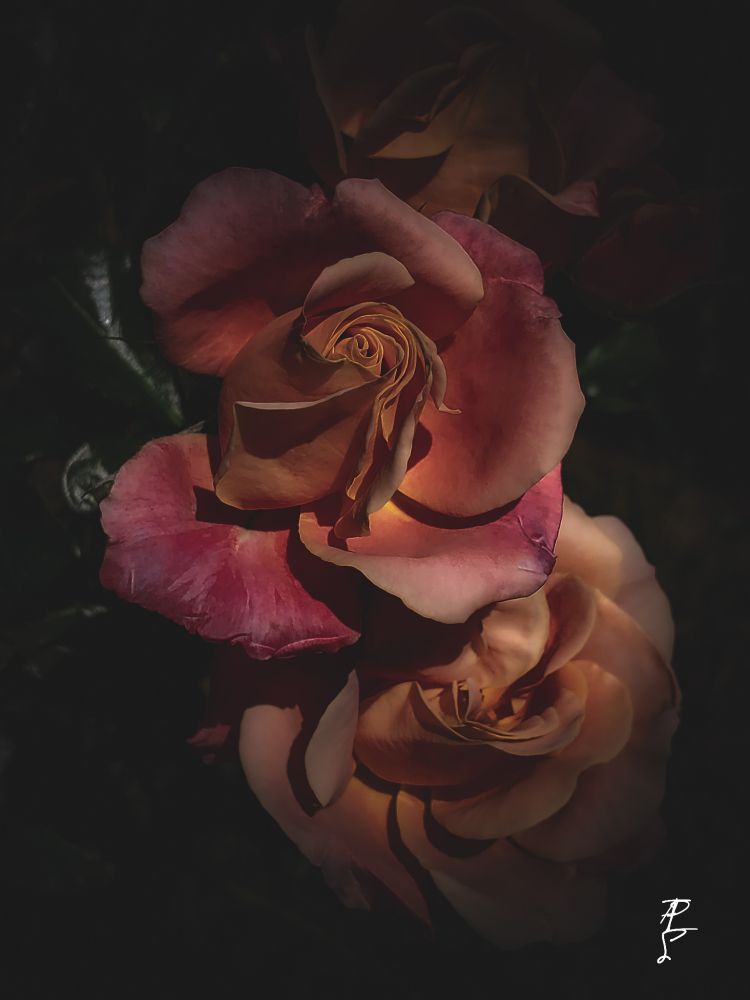 3 rosebuds with a darkened background and limited lighting. 