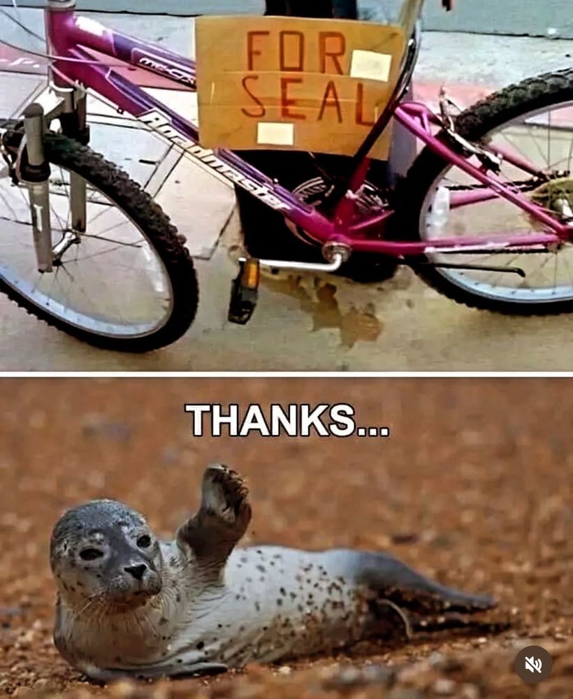 Meemi: Polkupyörä jossa kyltti
FOR SEAL
Alla hylje makaamassa rannalla eturäpylä koholla ja teksti 
THANKS…
