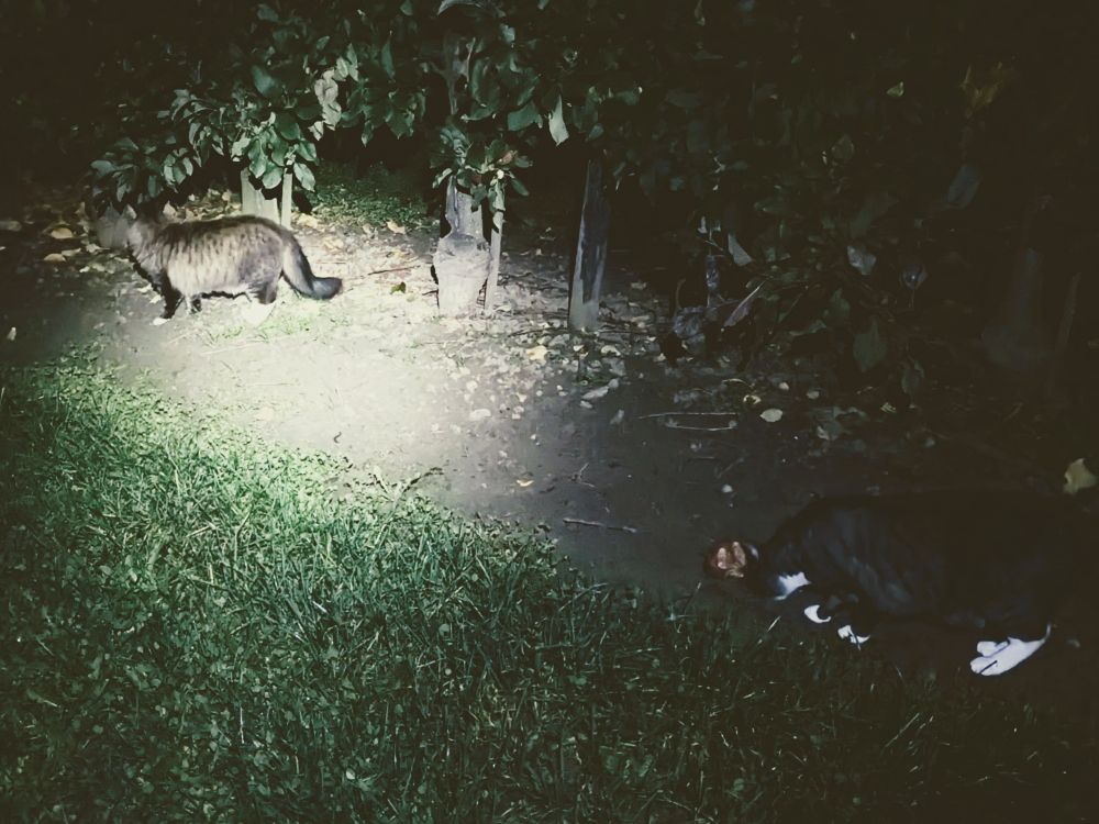 Kater bei Nacht zwischen Obstbäumen.