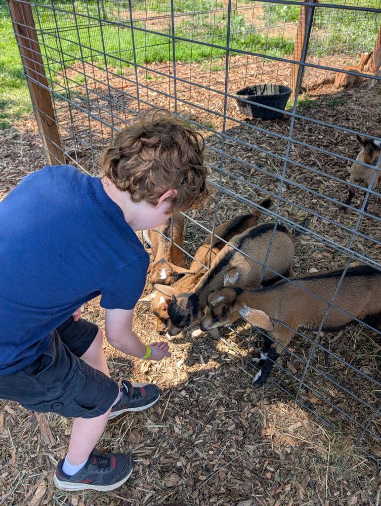Young boy hand feeding baby goats