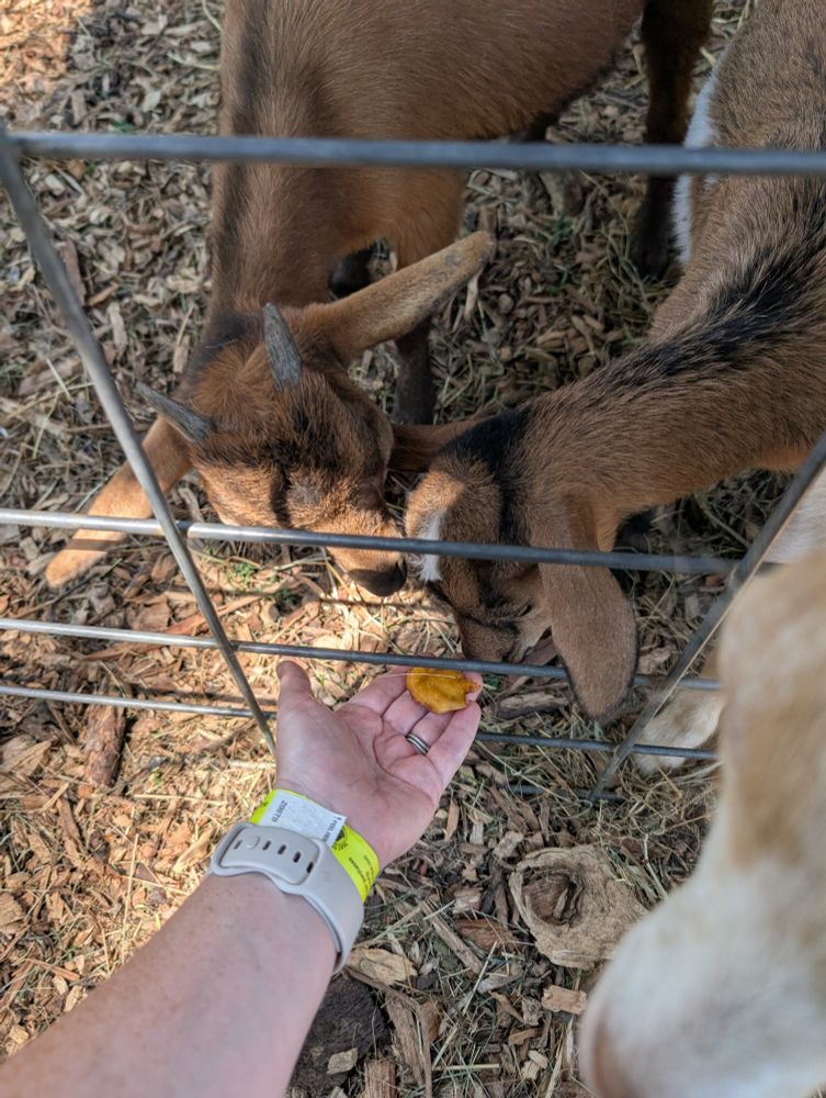 Woman's hand feeding baby goats 
