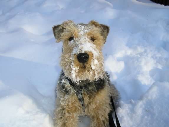 A welsh terrier in a snowball looking directly at the camera, his muzzle covered in snow but his big black nose still visible. 