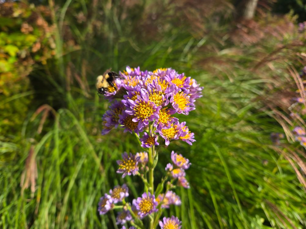 A bee on a purple and yellow flower.