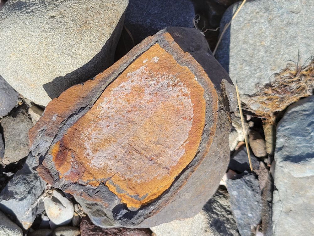 A rock looks like maybe it has been sliced in half and we are looking at its center. It is a dull rock colored gray on the outside and inside it is rust colored.