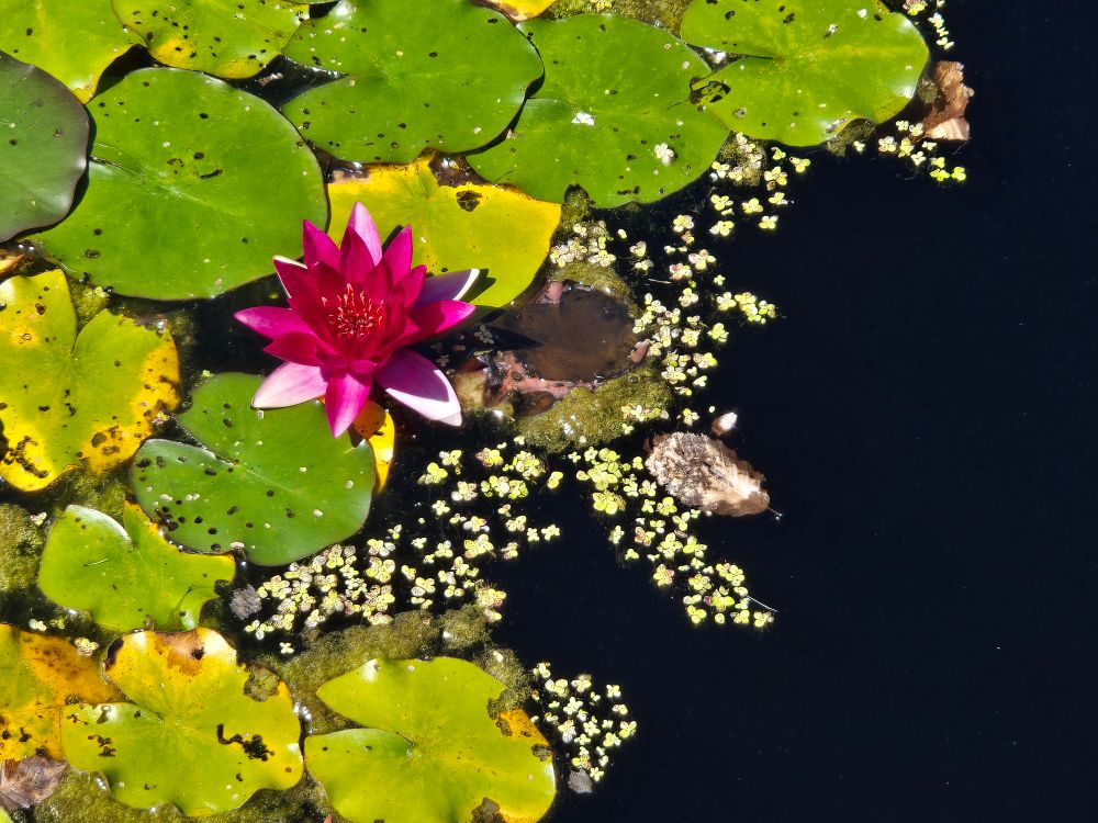 One bright pink waterlily among lily pads which reach diagonally from top right to bottom left. The left side is fully black from the water. There are tiny green plants dotting the edge of the water lilies like stardust in the water.