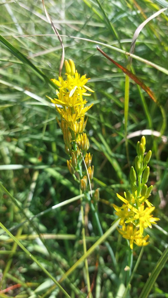 Bright yellow spikes on Bog Asphodel 