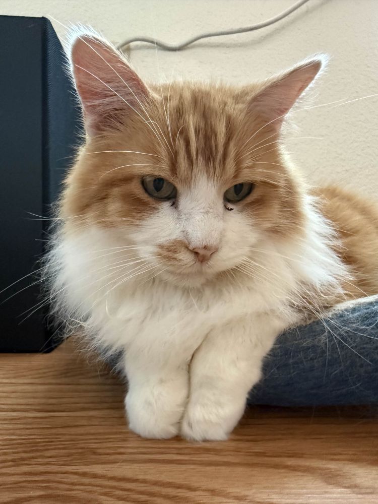 Photo of an orange and white longhaired tabby cat, lounging on a cat bed. His two front paws stick out under his chest fluff, making him look like a head with two little legs
