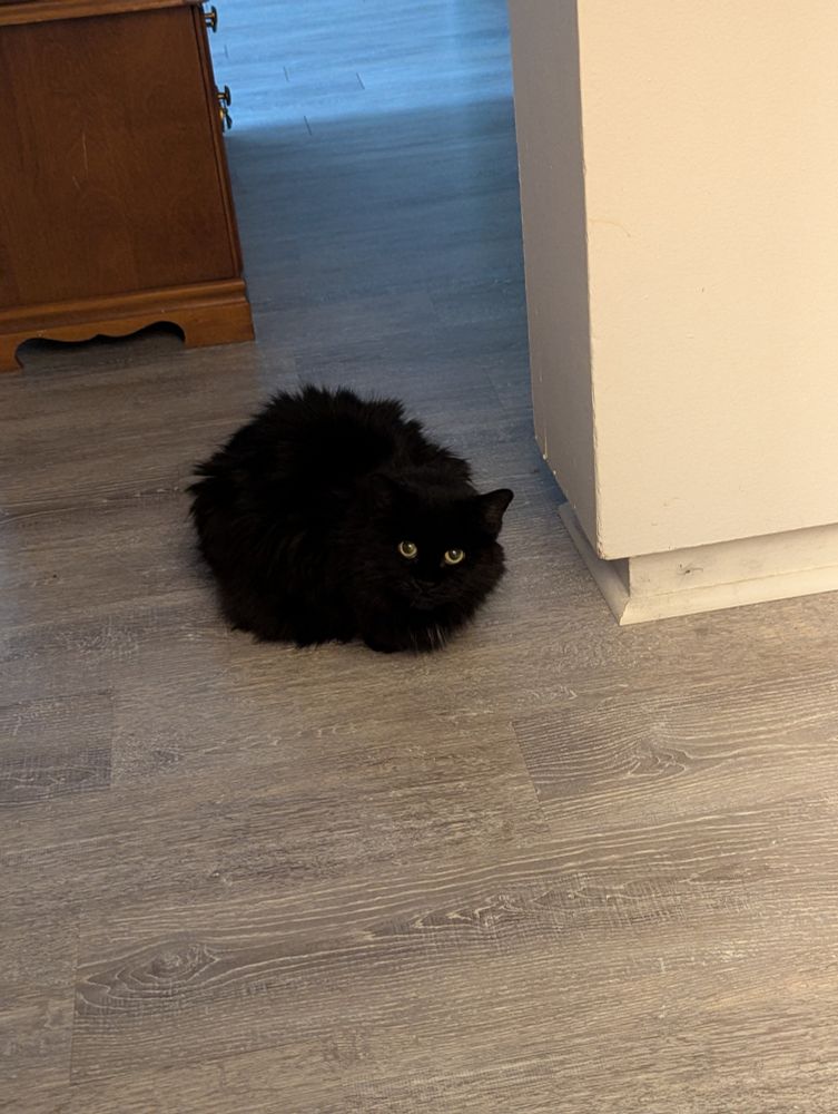 Heidi, a longhaired black cat, is loafed on a grey laminate floor and is looking up at the camera, her head slightly tilted. From the ball of fluff you can only make out her eyes and one ear