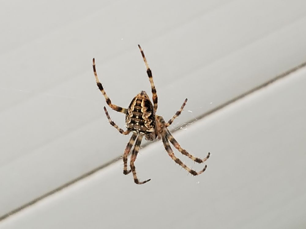 Large striped spider against white background