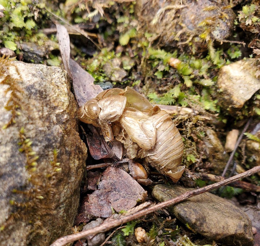 Cicada shell on the ground