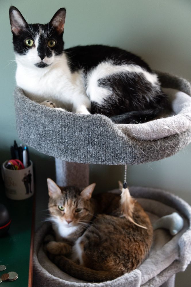 Smudge and Spice in the cat tree, looking entirely innocent of whatever it was. 