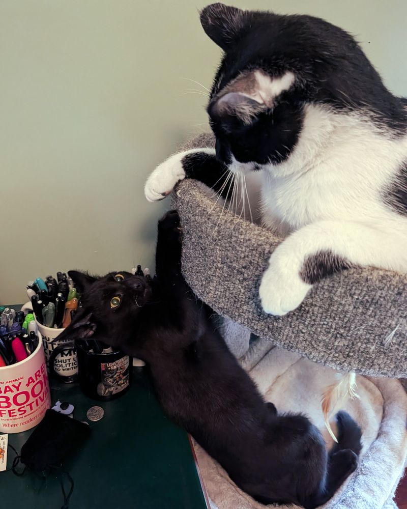 Saja the kitten is climbing up the cat tree looking to do battle with Smudge and Smudge is having exactly NONE of it. 