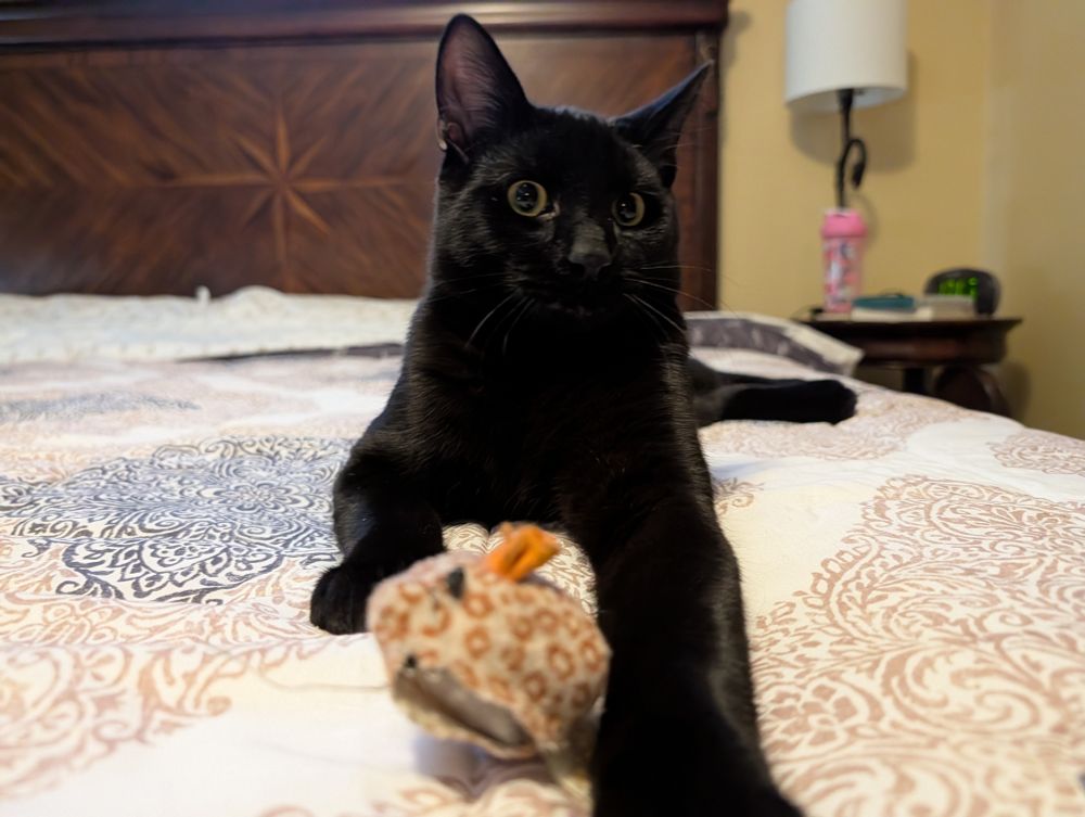 Saja the kitten, eyes VERY wide, with toy.