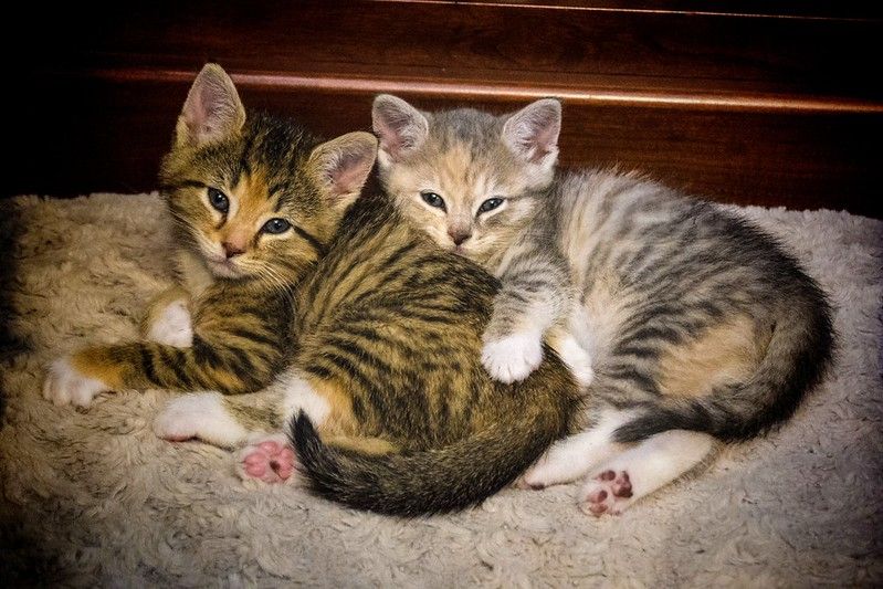 Spice (in orange) and Sugar (in gray), the day they came home, 10 years ago.