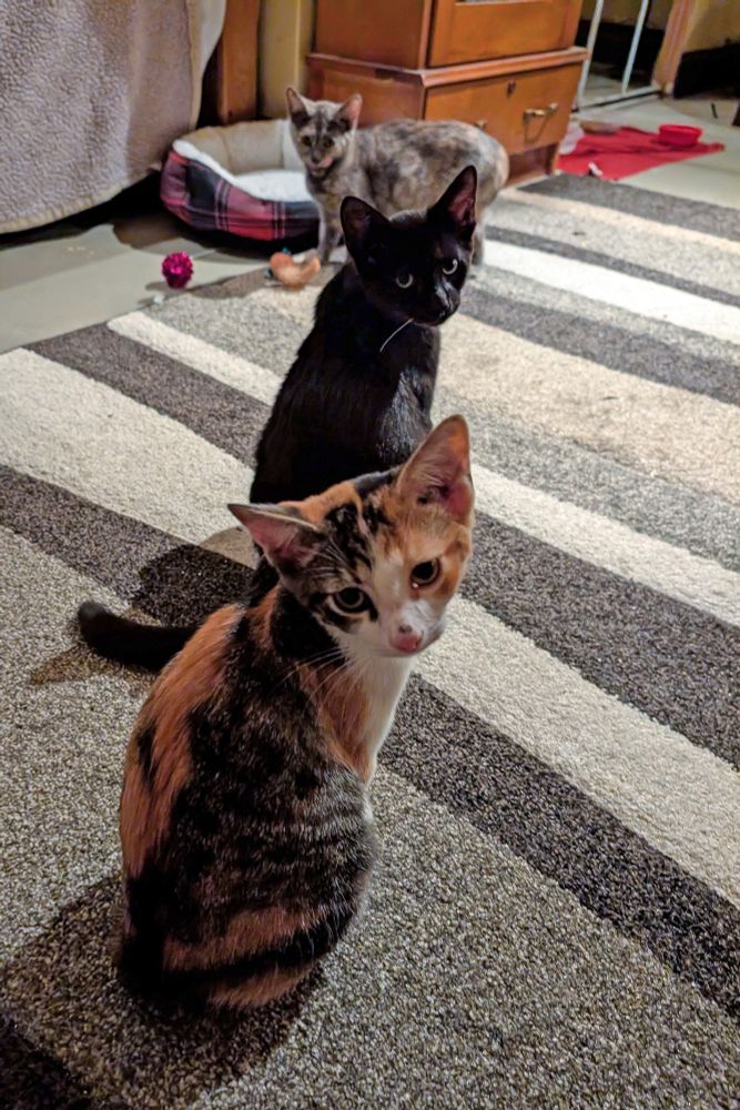 The calico, black and tortie kitten all in a line, looking at the camera. 