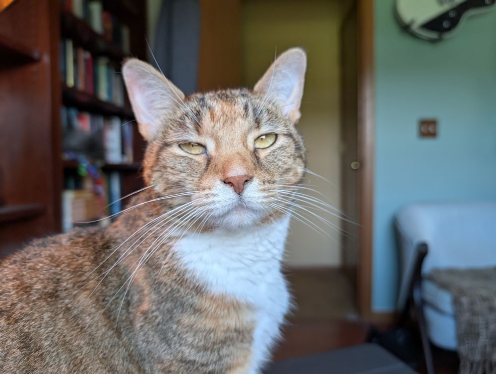 Spice the cat, looking deeply unimpressed. 