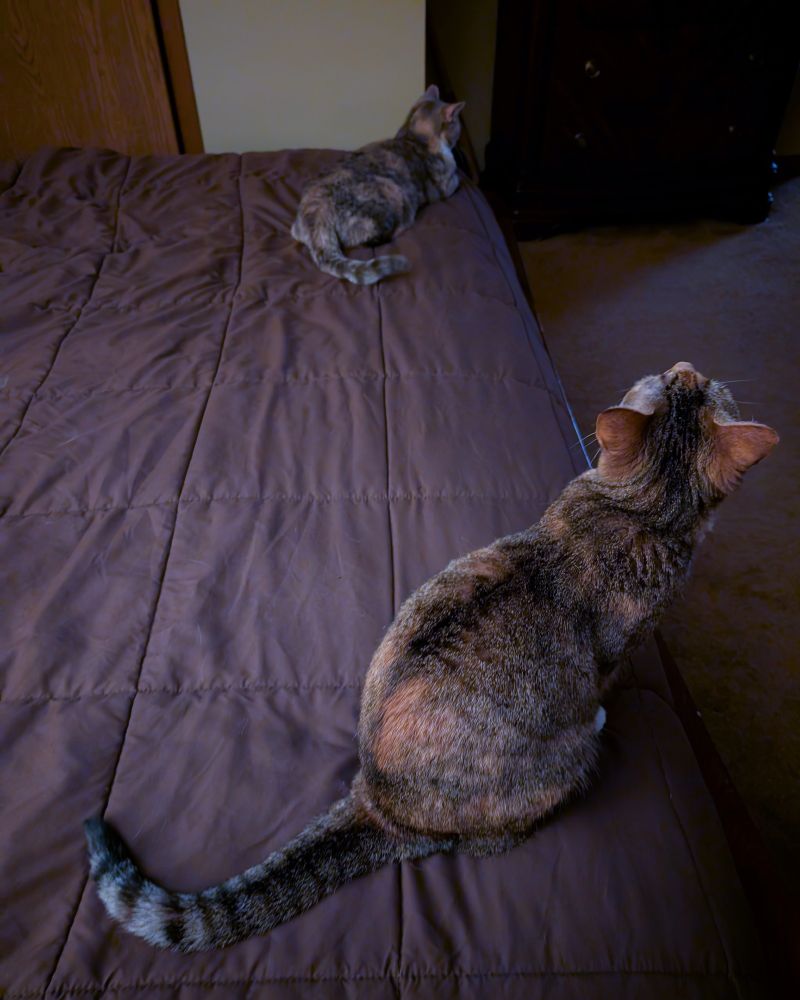 Spice is looking up at the ceiling fan; Sugar has her eye on Charlie, out of frame to the right. 