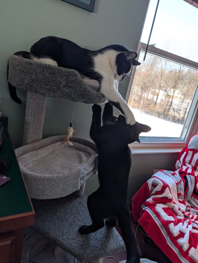Saja the kitten is getting uppity on the cat tree; Smudge is keeping him down. 
