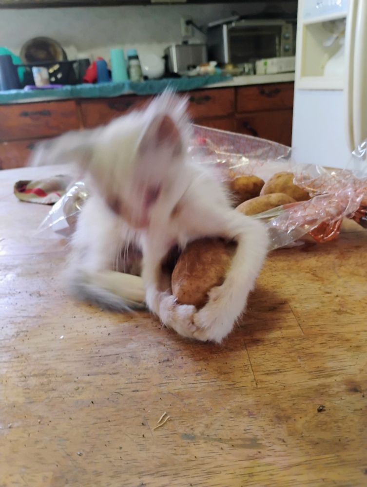 White kitten claws at potato with both paws.