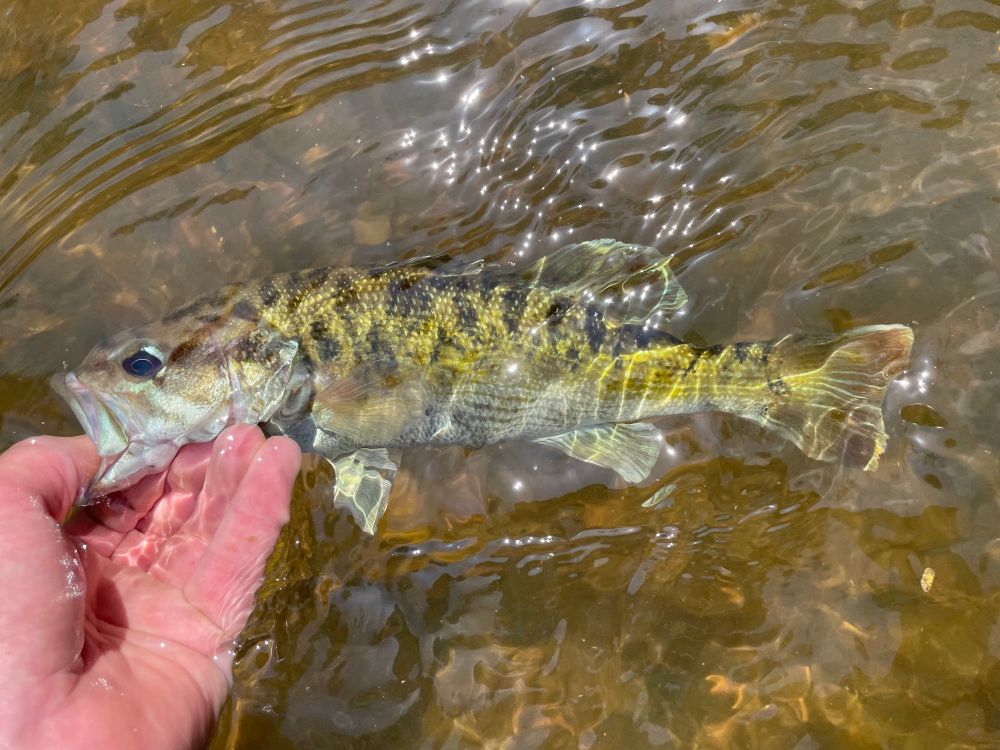 Redeye “Coosa” Bass held in water displaying vibrant dark blotches and white margins on fins, a character that helps distinguish members of the Redeye bass species complex from other black bass.