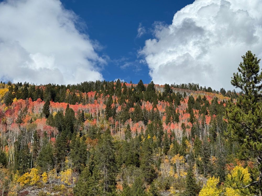 Fall color from the Mirror Lake Highway, featuring red aspens. 