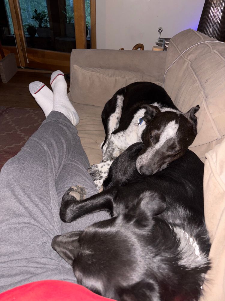 Thelma and Louise, two cattle dogs, sleeping on the couch (and dad)