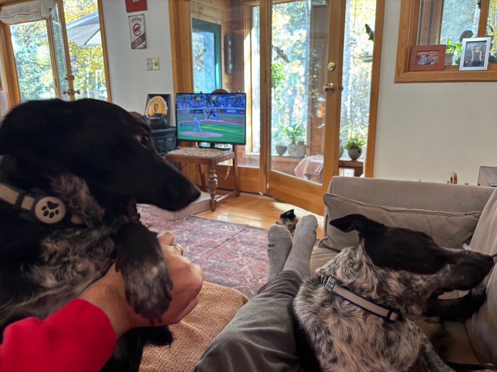 The dogs Thelma and Louise insisting on attention during the playoffs. 