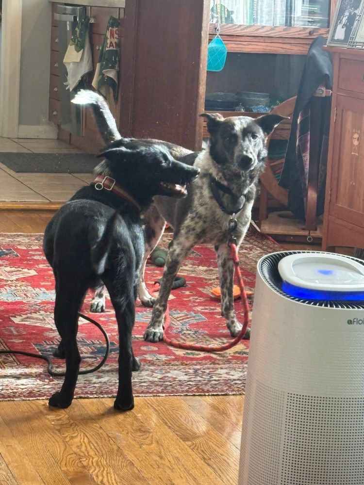 Two asorable cattle dogs, one black and one black-brown-white.