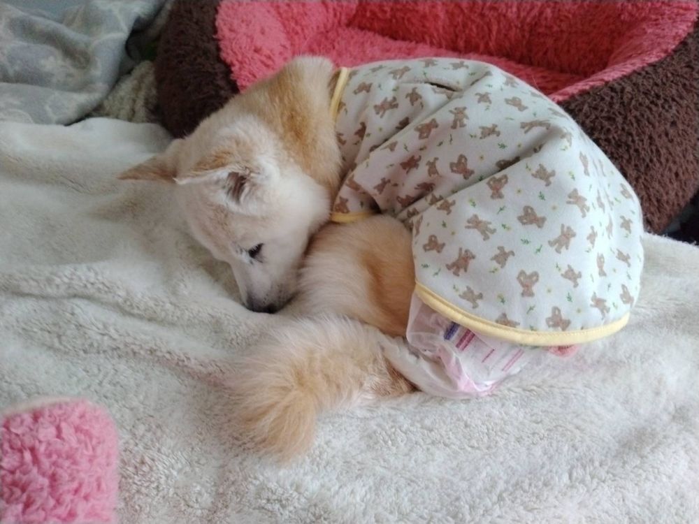 丸くなって寝る犬