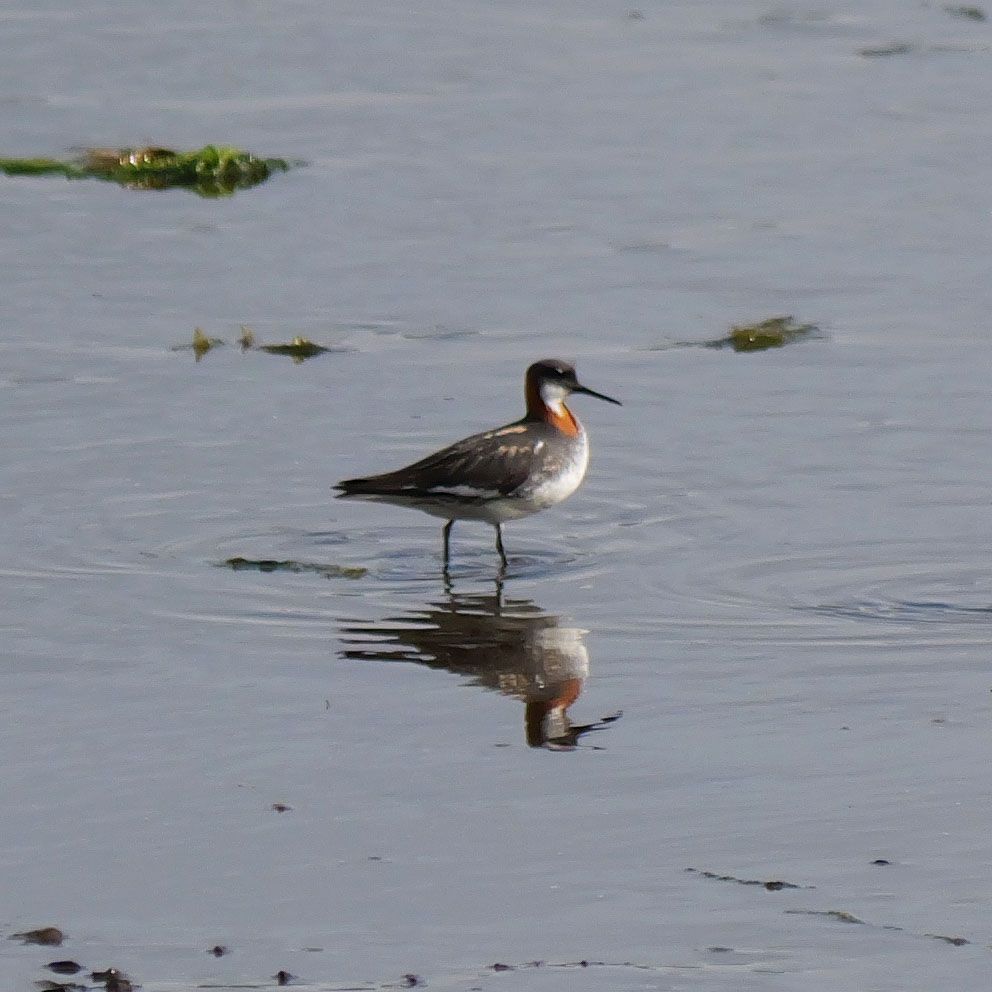 Red-necked Phalarope